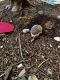 Hedgehog Rodents for sale in Okemos, MI 48864, USA. price: $300