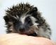 Hedgehog Animals for sale in Abilene, KS 67410, USA. price: $150