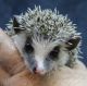 Hedgehog Animals for sale in Abilene, KS 67410, USA. price: $200