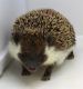 Hedgehog Animals for sale in Abilene, KS 67410, USA. price: $5,000