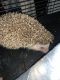 Hedgehog Animals for sale in Pineville, KY 40977, USA. price: $500