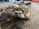 Hedgehog Rodents for sale in North Manchester, IN 46962, USA. price: $250