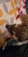 Hedgehog Animals for sale in Odessa, TX 79764, USA. price: NA