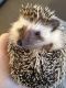Hedgehog Animals for sale in El Paso, TX, USA. price: NA