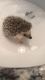 Hedgehog Animals for sale in Plymouth, MI 48170, USA. price: $250