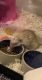 Hedgehog Animals for sale in Catalina, AZ 85739, USA. price: $600