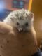 Hedgehog Animals for sale in Winchester, VA 22601, USA. price: NA