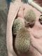 Hedgehog Rodents for sale in Powderly, TX 75473, USA. price: $200