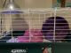 Hedgehog Rodents for sale in Rutherford, NJ, USA. price: $150