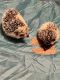 Hedgehog Animals for sale in Bradenton, FL, USA. price: NA