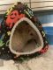 Hedgehog Animals for sale in Cocoa, FL, USA. price: $250
