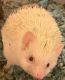 Hedgehog Animals for sale in Haysville, KS, USA. price: $150