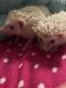 Hedgehog Rodents for sale in Tulsa, OK, USA. price: NA