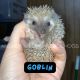 Hedgehog Animals for sale in Shepherdsville, KY 40165, USA. price: $200
