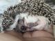 Hedgehog Rodents for sale in Garfield Heights, OH, USA. price: $300