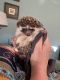Hedgehog Animals for sale in Knoxville, TN, USA. price: $100