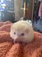 Hedgehog Rodents for sale in Durango, CO, USA. price: $300