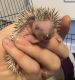 Hedgehog Animals for sale in St. Louis, MO, USA. price: $150