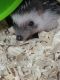 Hedgehog Rodents for sale in Eden, NC 27288, USA. price: NA