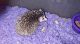 Hedgehog Rodents for sale in Bellaire, TX 77401, USA. price: NA
