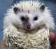 Hedgehog Animals for sale in Abilene, KS 67410, USA. price: $150