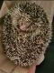 Hedgehog Animals for sale in Monroe, WI 53566, USA. price: NA