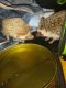 Hedgehog Animals for sale in Hammond, IN, USA. price: NA