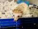 Hedgehog Animals for sale in Sun City Center, FL, USA. price: NA
