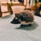 Hedgehog Animals for sale in Cathedral City, CA, USA. price: NA