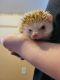Hedgehog Rodents for sale in Lawrenceburg, TN, USA. price: NA