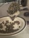 Hedgehog Animals for sale in Las Vegas, NV 89117, USA. price: $12,500