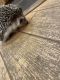 Hedgehog Rodents for sale in Pataskala, OH, USA. price: NA