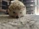 Hedgehog Animals for sale in Sarasota, FL, USA. price: NA