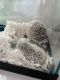 Hedgehog Animals for sale in Osceola County, FL, USA. price: $125