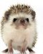Hedgehog Animals for sale in St. George, UT 84770, USA. price: $600