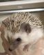 Hedgehog Rodents for sale in St. George, UT 84770, USA. price: $500