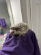 Hedgehog Rodents for sale in Houston, TX 77090, USA. price: $250