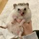 Hedgehog Rodents for sale in Seaford, NY, USA. price: $200