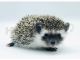 Hedgehog Animals for sale in Montpelier, OH 43543, USA. price: $150