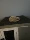 Hedgehog Rodents for sale in Flower Mound, TX, USA. price: $100