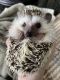 Hedgehog Rodents for sale in Murray Dr, Chesapeake, VA 23322, USA. price: NA