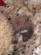Hedgehog Animals for sale in Lynchburg, VA, USA. price: NA