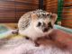 Hedgehog Animals for sale in Kingsbury, TX, USA. price: NA