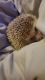 Hedgehog Rodents for sale in Mooresville, NC, USA. price: $200
