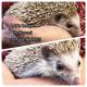 Hedgehog Animals for sale in Fremont, IN 46737, USA. price: NA