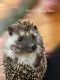 Hedgehog Animals for sale in Oxford, Connecticut. price: $200