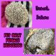 Hedgehog Animals for sale in Fremont, IN 46737, USA. price: $75