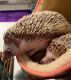 Hedgehog Rodents for sale in Vancouver, Washington. price: $200