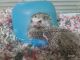 Hedgehog Rodents for sale in Pharr, Texas. price: $180