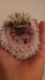 Hedgehog Animals for sale in Jacksonville, FL, USA. price: NA